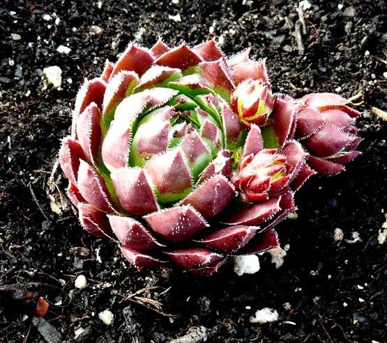 Photo of Hen and Chicks (Sempervivum 'Astrid') uploaded by Lalambchop1