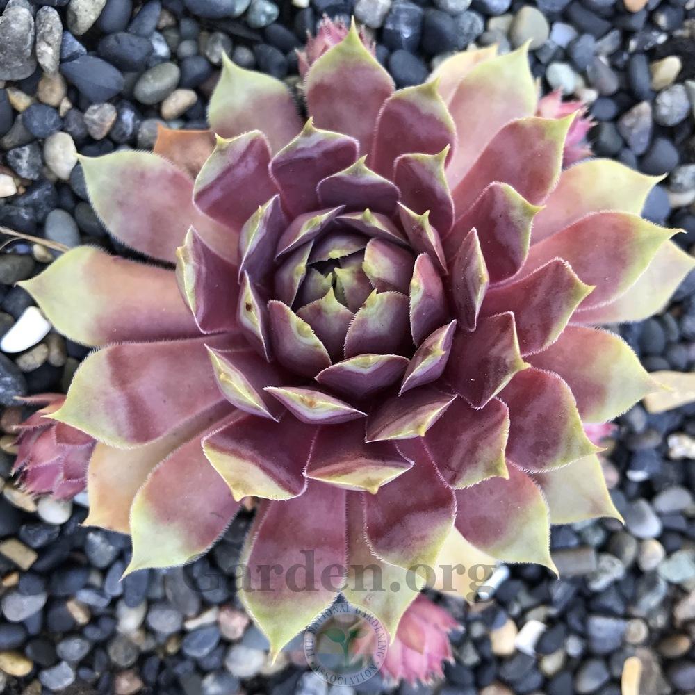 Photo of Hen and Chicks (Sempervivum 'Tesoro') uploaded by Patty