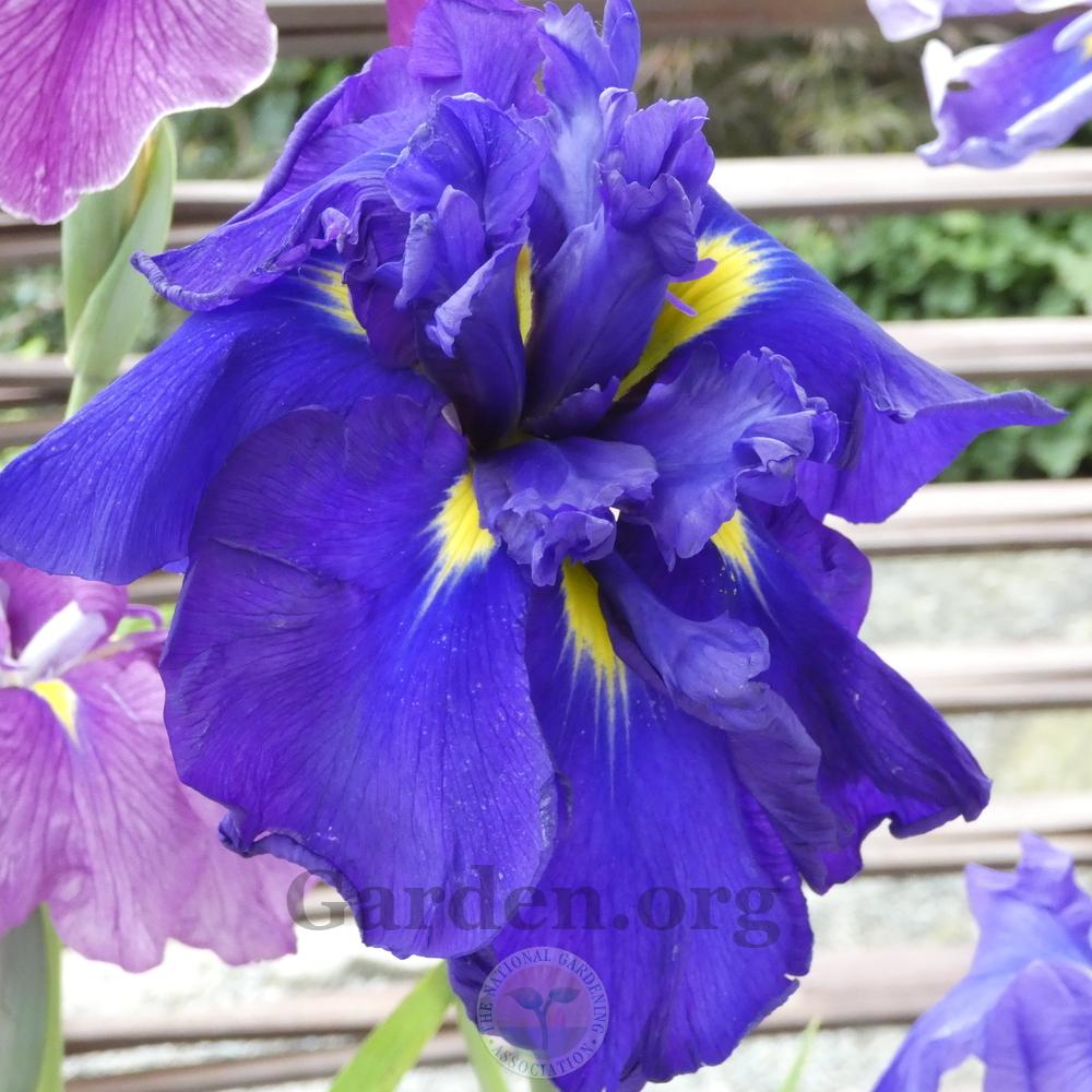 Photo of Japanese Iris (Iris ensata 'Stormy Monday') uploaded by Patty