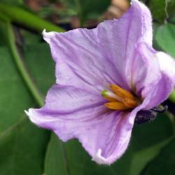 Location: Glendale
Date: 2018-07-14
Eggplant Bloom (Solanum melongena 'Japanese Millionaire')