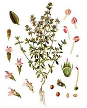 Photo of Common Thyme (Thymus vulgaris) uploaded by ZGadev