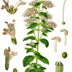 Location: Botanical book
Date: 14.07.2018
Botanical illustration of Origanum vulgare