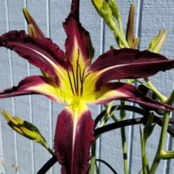 Location: My garden, Eagle Point, Oregon
Date: 2018-07-10
FFE Bloom, Huge!