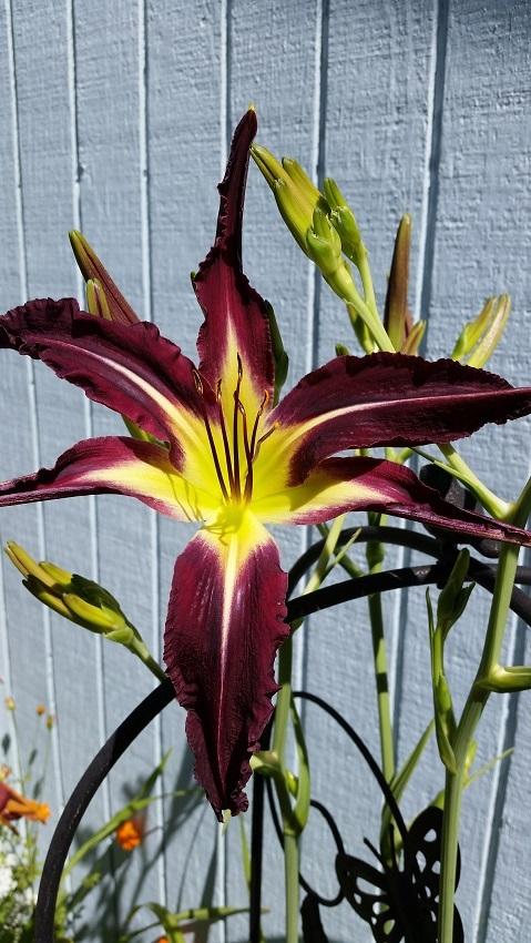 Photo of Daylily (Hemerocallis 'Planet Max') uploaded by flowerpower35