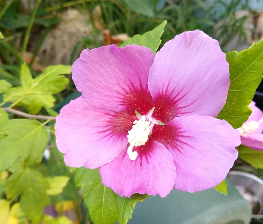 Photo of Roses of Sharon (Hibiscus syriacus) uploaded by greene