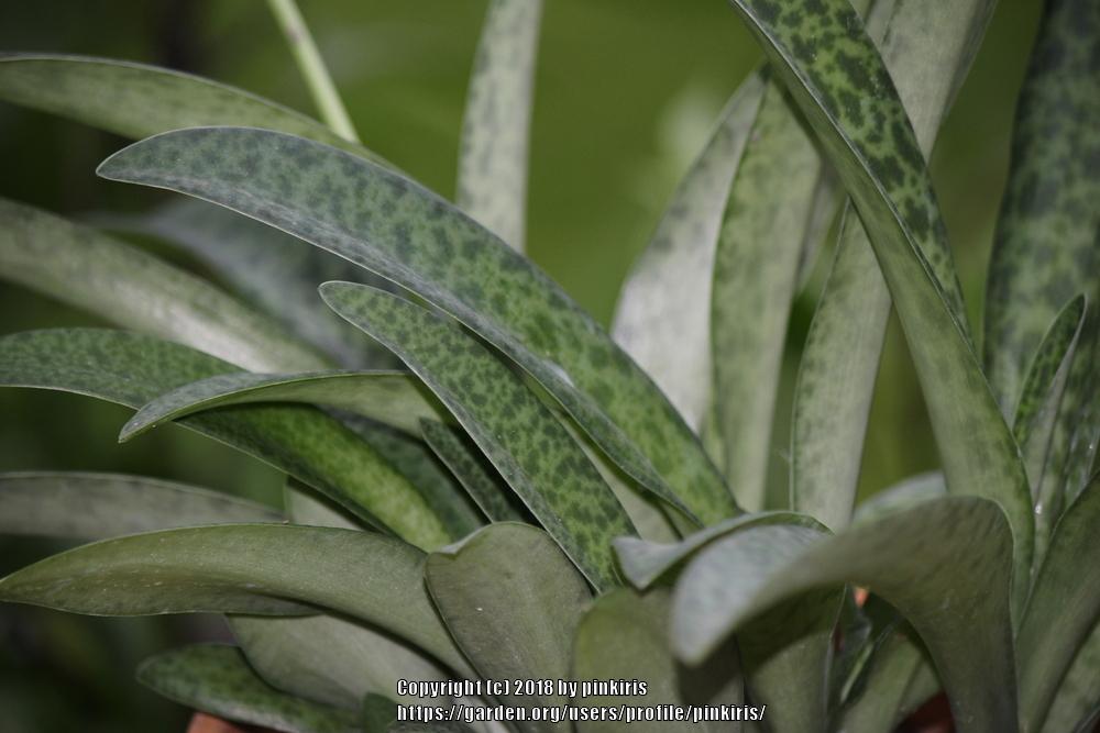 Photo of Silver Squill (Ledebouria socialis) uploaded by pinkiris
