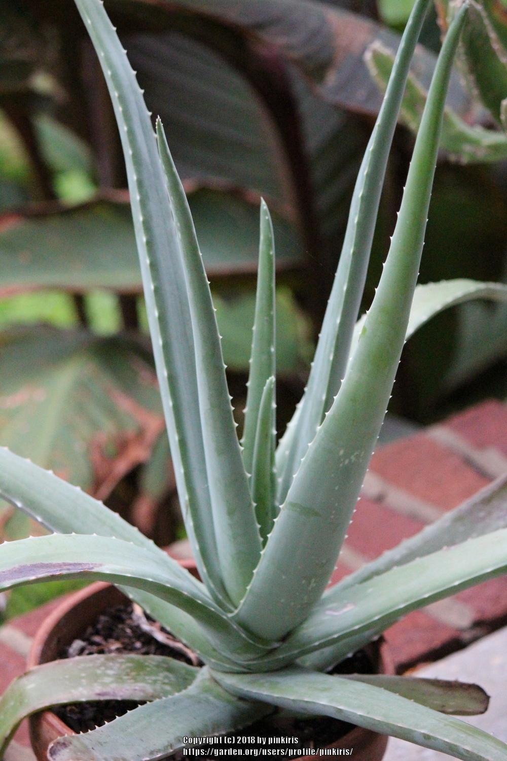Photo of Aloe Vera (Aloe vera) uploaded by pinkiris