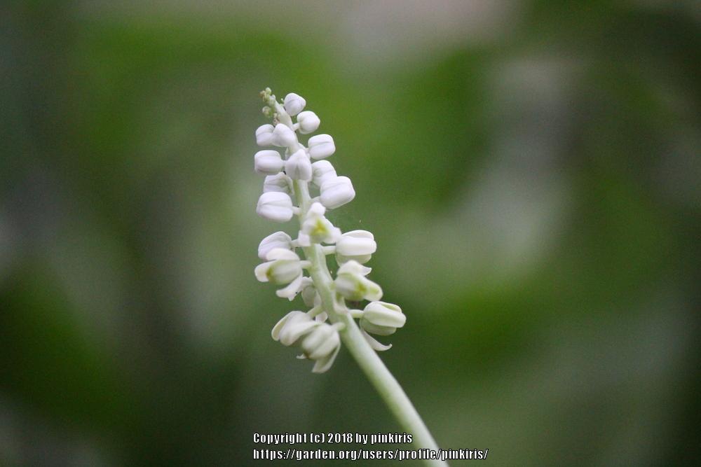Photo of Silver Squill (Ledebouria socialis) uploaded by pinkiris