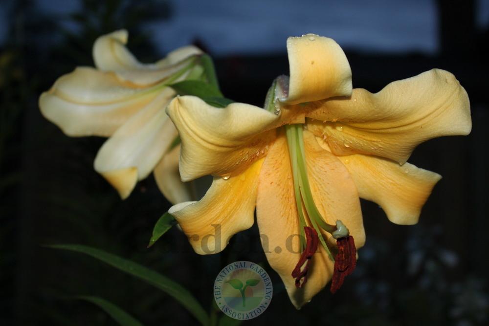 Photo of Lily (Lilium 'Northern Delight') uploaded by sgardener