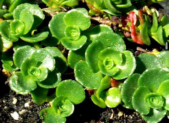 Photo of Two-Row Stonecrop (Phedimus spurius 'John Creech') uploaded by Lalambchop1