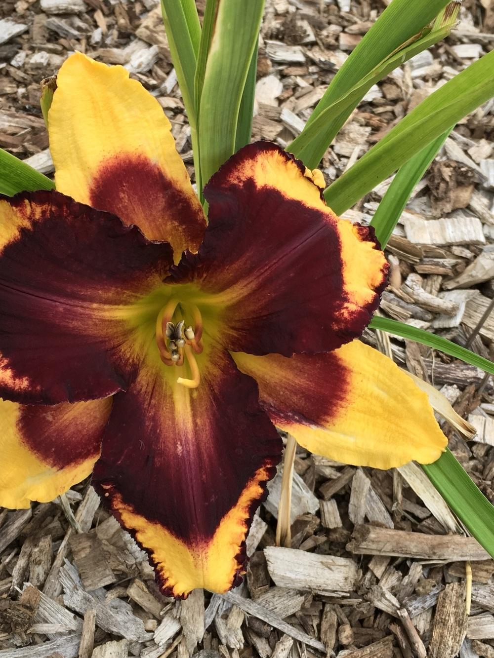 Photo of Daylily (Hemerocallis 'Magnify the Lord') uploaded by Legalily