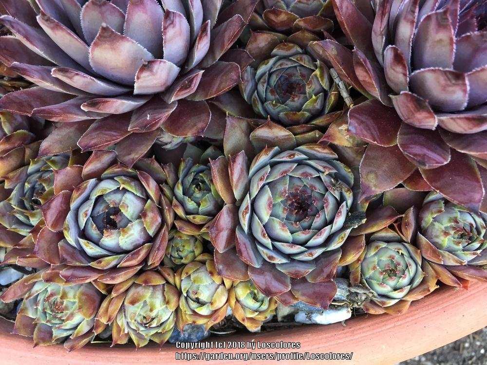 Photo of Hen and Chicks (Sempervivum 'Virgil') uploaded by Loscolores