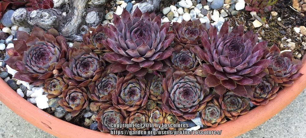 Photo of Hen and Chicks (Sempervivum 'Virgil') uploaded by Loscolores