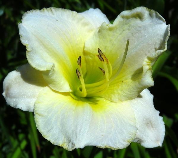 Photo of Daylily (Hemerocallis 'Lime Frost') uploaded by Orsola