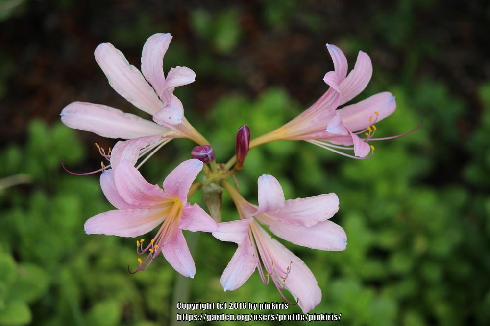 Photo of Surprise Lily (Lycoris squamigera) uploaded by pinkiris