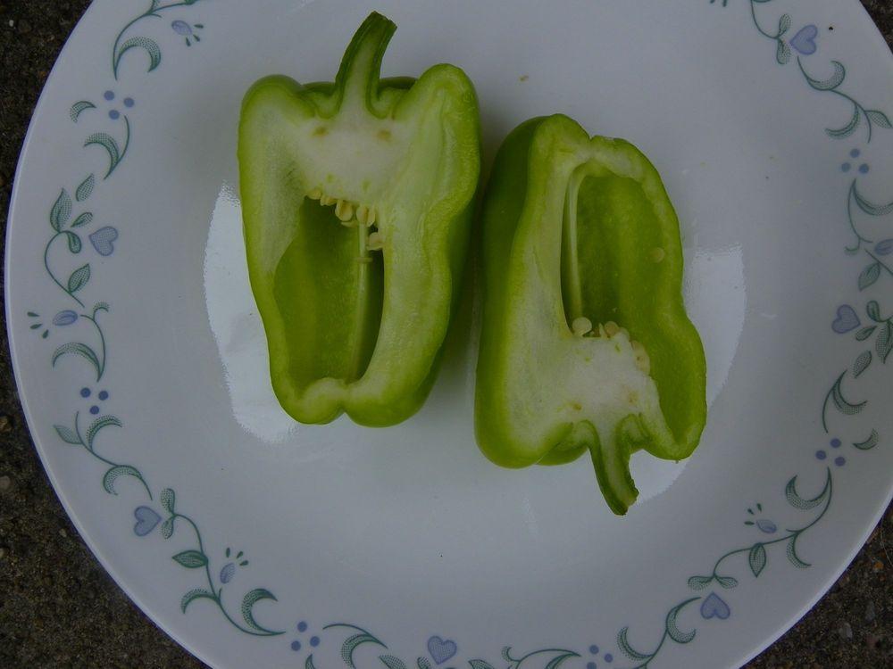 Photo of Bell Pepper (Capsicum annuum 'Flavorburst') uploaded by Newyorkrita