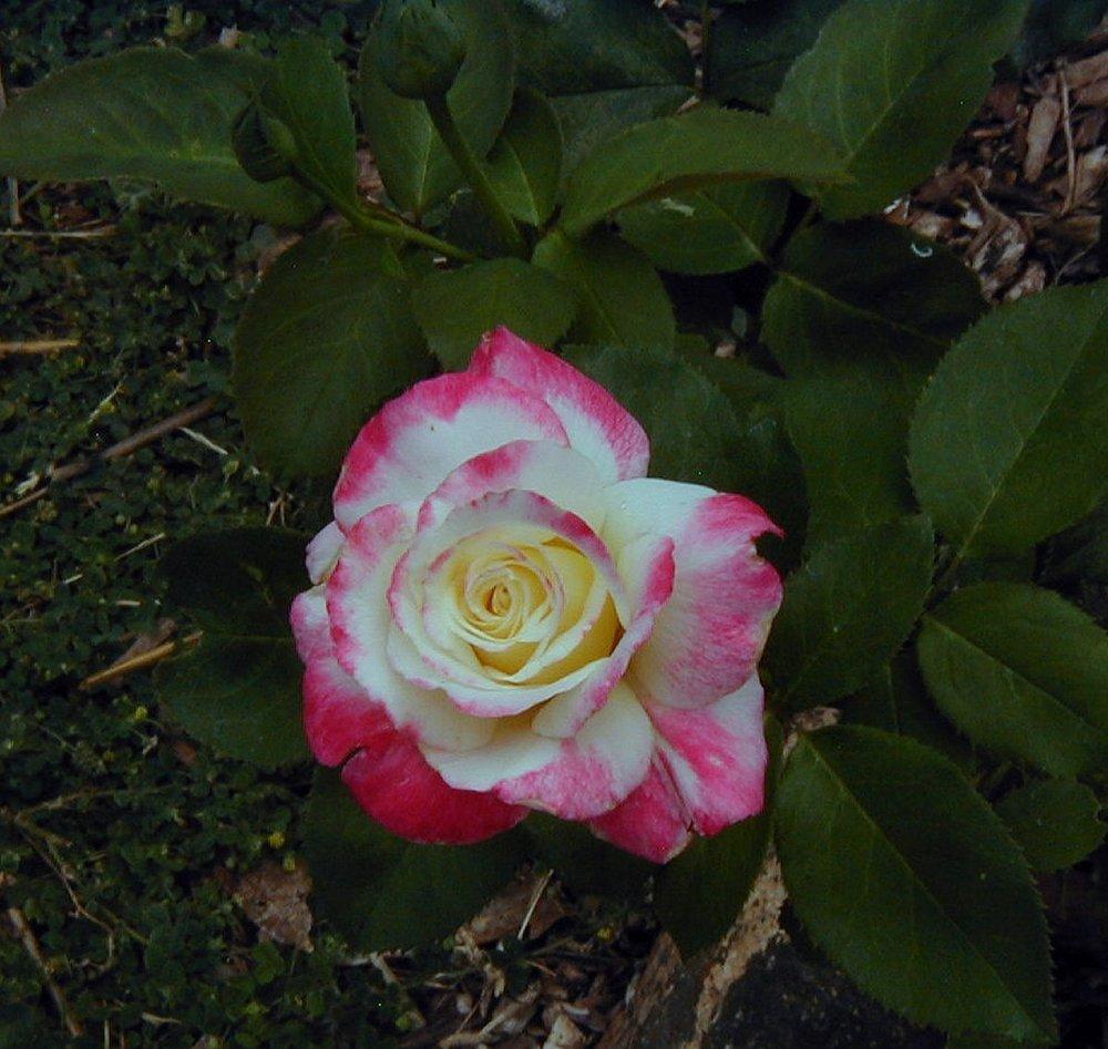 Photo of Hybrid Tea Rose (Rosa 'Double Delight') uploaded by RoseBlush1