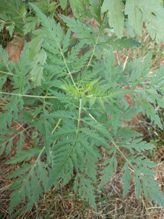 Photo of Common Ragweed (Ambrosia artemisiifolia) uploaded by Verac
