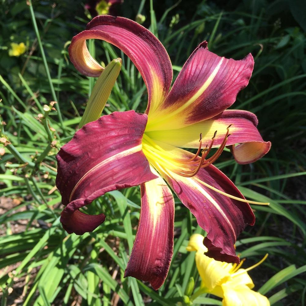 Photo of Daylily (Hemerocallis 'Creature of the Night') uploaded by csandt