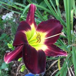 Location: My garden, Pequea, Pennsylvania, USA
Date: 2018-07-16
Regal Finale's first bloom this summer.