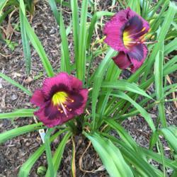 Location: My garden, Pequea, Pennsylvania, USA
Date: 2018-07-16
Last blooms of the season for this pretty little cultivar. New