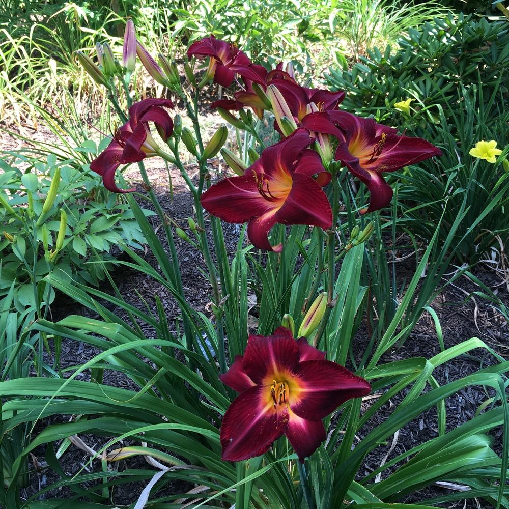 Photo of Daylily (Hemerocallis 'Red Volunteer') uploaded by csandt