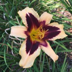 Location: My garden, Pequea, Pennsylvania, USA
Date: 2018-07-16
Probably the last bloom of the season. It is so lovely!