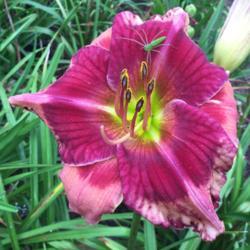 Location: My garden in Warrenville, SC
Date: 2018-07-15
Recurring blooms all summer; garden spiders love it too