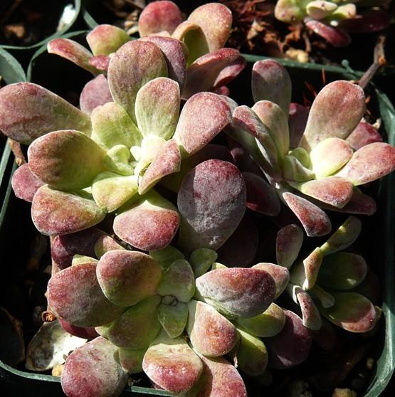 Photo of Pacific Stonecrop (Sedum spathulifolium) uploaded by Lalambchop1