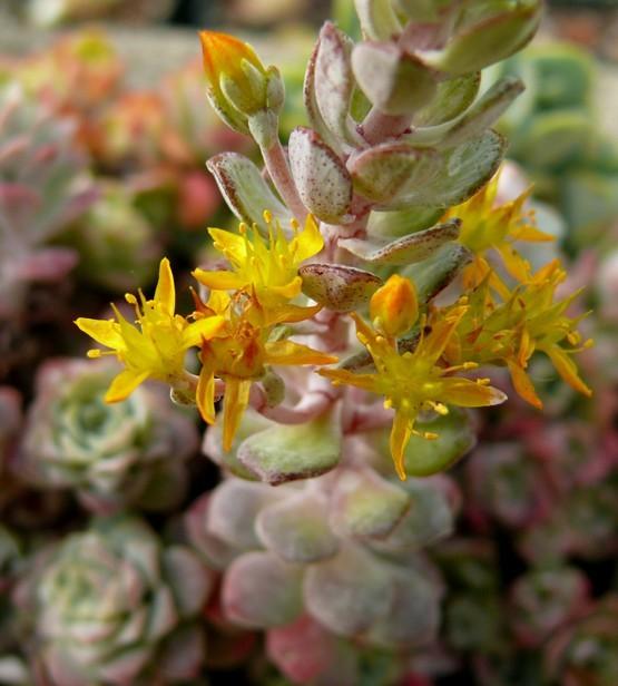 Photo of Pacific Stonecrop (Sedum 'Silver Moon') uploaded by Lalambchop1