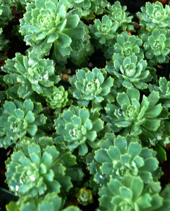 Photo of Afghan Stonecrop (Rhodiola pachyclada 'White Diamond') uploaded by Lalambchop1