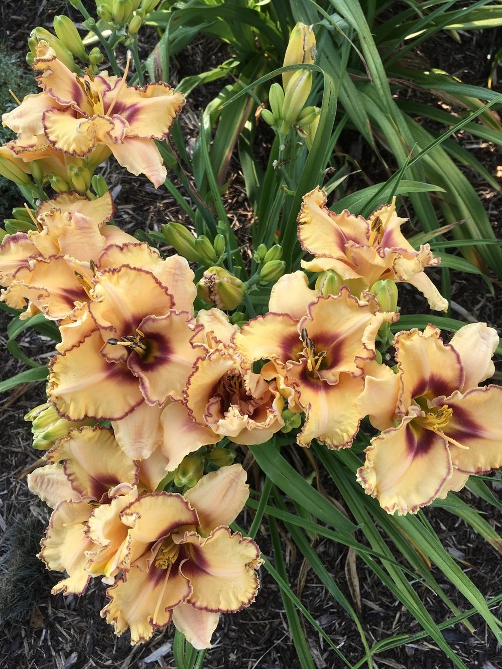 Photo of Daylily (Hemerocallis 'Woman at the Well') uploaded by Legalily