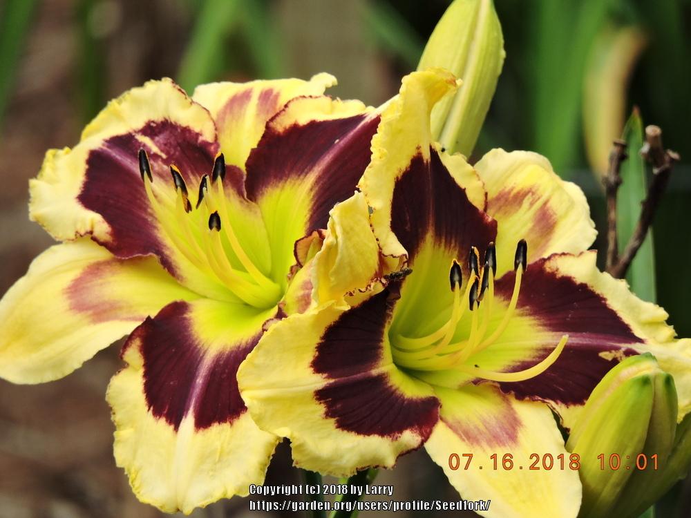 Photo of Daylily (Hemerocallis 'Tar and Feather') uploaded by Seedfork