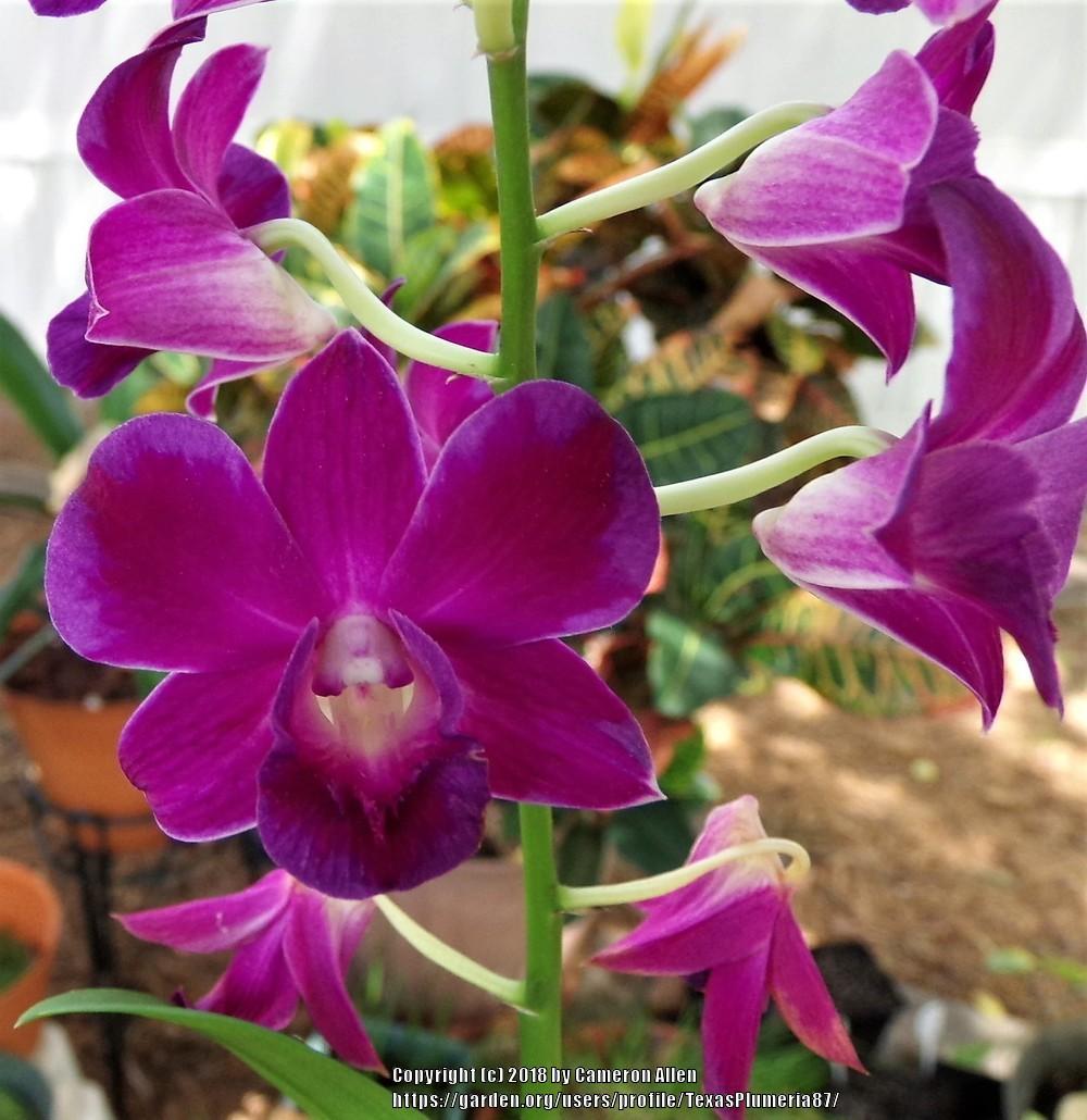 Photo of Orchid (Dendrobium) uploaded by TexasPlumeria87
