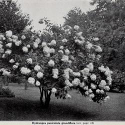 
Date: c. 1913
photo from the 1913 Cherry Hill Nurseries catalog, West Newbury, 