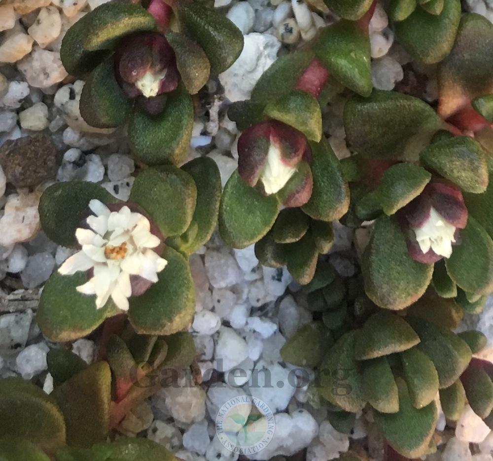 Photo of Ice Plant (Delosperma davyi) uploaded by springcolor