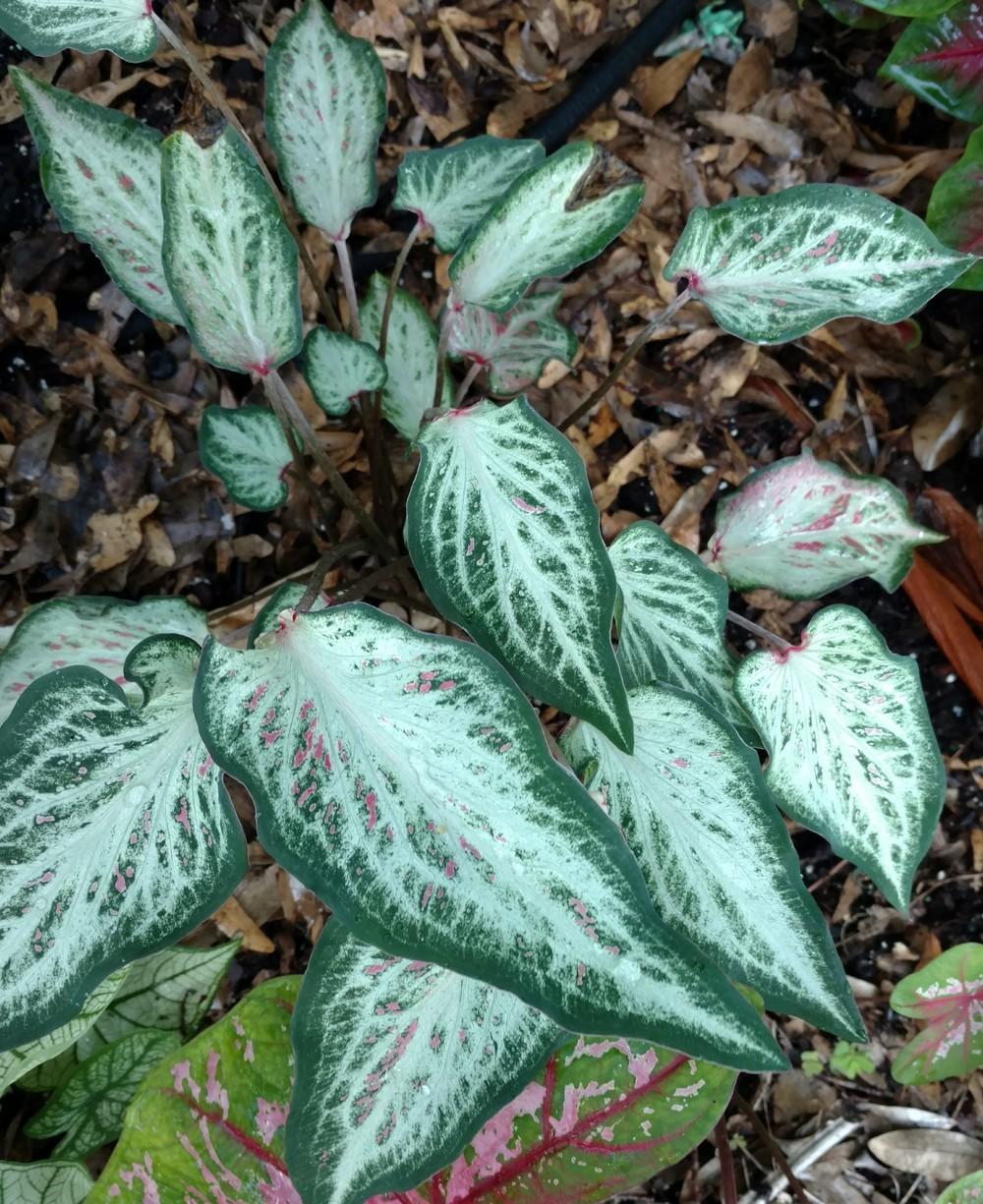 Photo of Lance-leaf Caladium (Caladium 'Candyland') uploaded by wilmarosebud