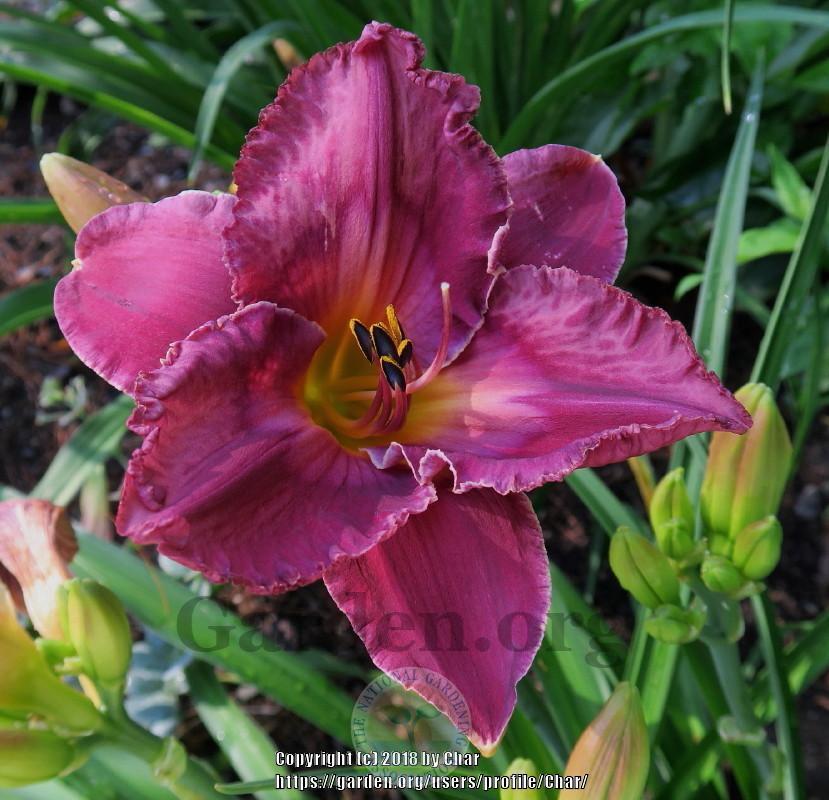 Photo of Daylily (Hemerocallis 'Repertoire of Responses') uploaded by Char