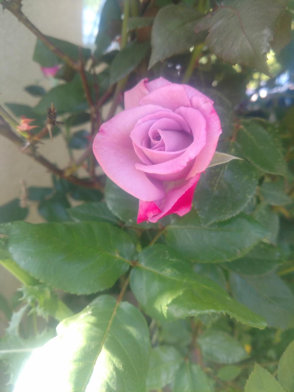 Photo of Roses (Rosa) uploaded by Flowerdoom