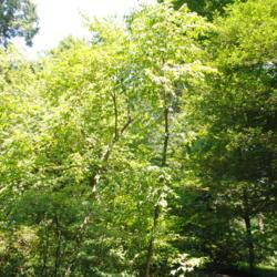 Location: Longwood Gardens in southeast PA
Date: 2018-07-10
a few mature trees together in Pierce's Woods