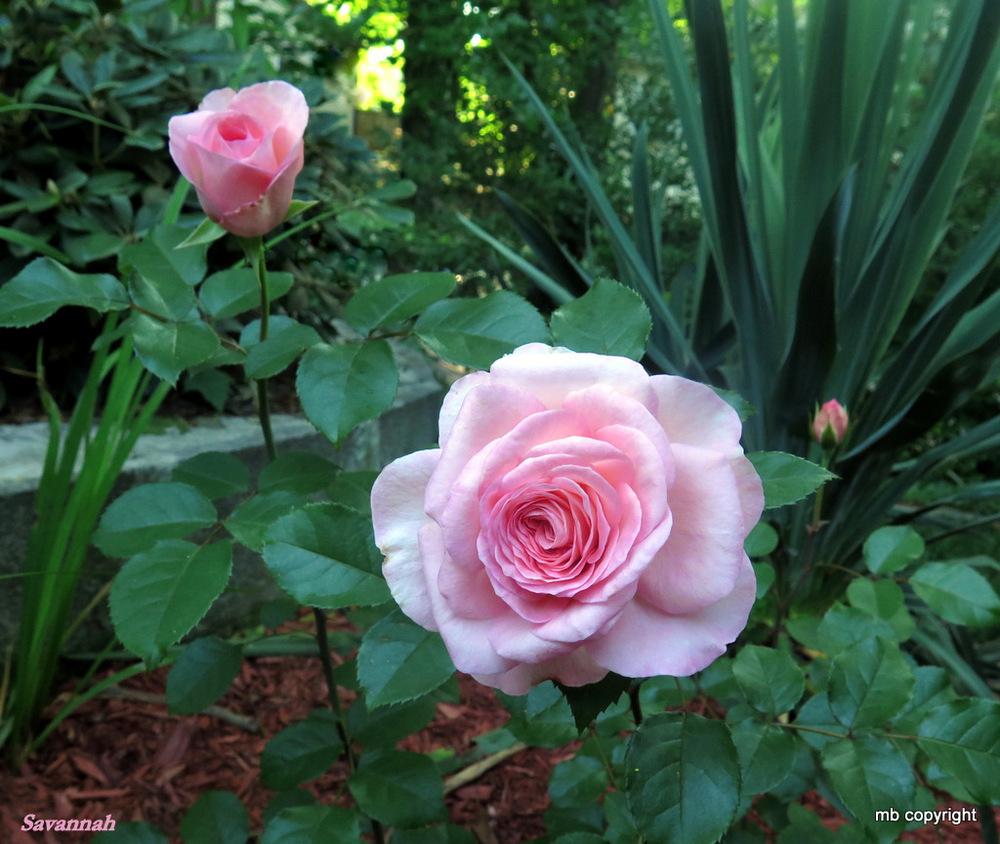 Photo of Rose (Rosa 'Savannah') uploaded by MargieNY