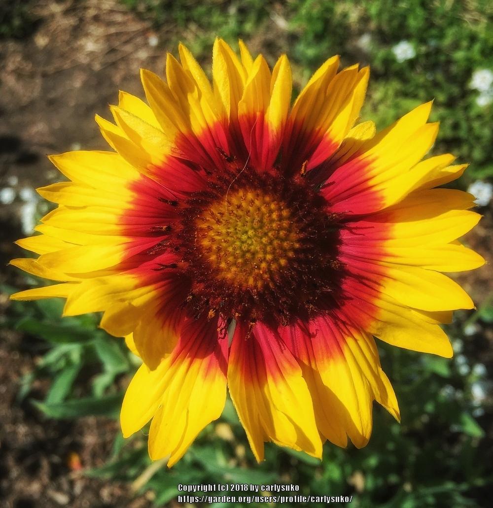 Photo of Blanket Flower (Gaillardia 'Arizona Sun') uploaded by carlysuko
