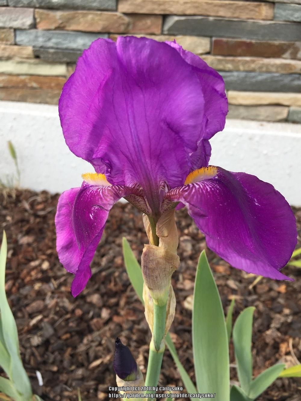 Photo of Irises (Iris) uploaded by carlysuko