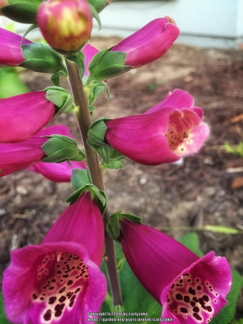 Photo of Foxglove (Digitalis purpurea Camelot™ Rose) uploaded by carlysuko