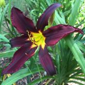 Chief Black Hand's first bloom ever in my garden; planted August 