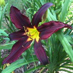 Location: My garden, Pequea, Pennsylvania, USA
Date: 2018-07-18
Chief Black Hand's first bloom ever in my garden; planted August 