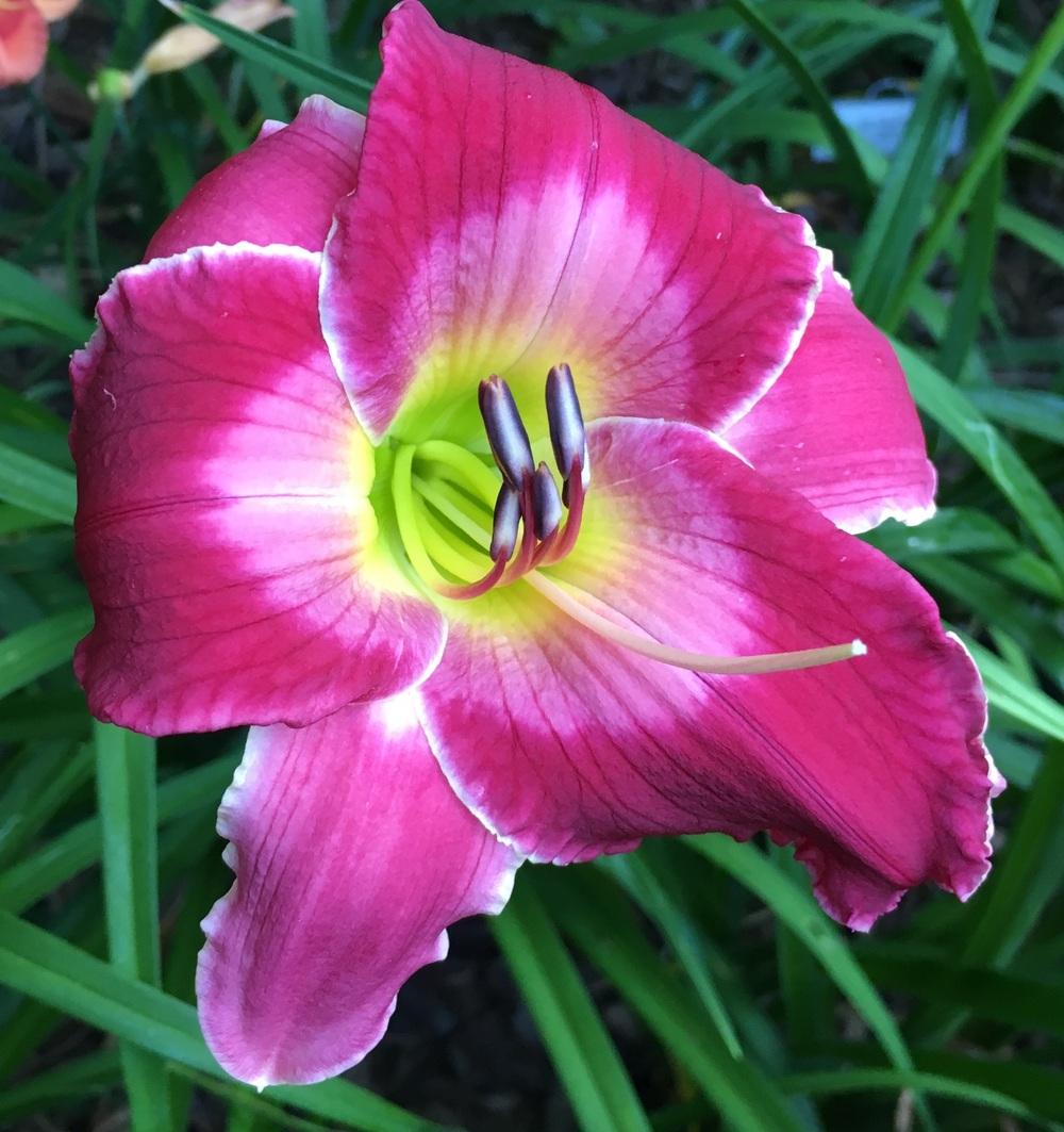 Photo of Daylily (Hemerocallis 'Rosy Complexion') uploaded by ljb5966