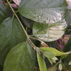 Location: My garden
Date: 2018-07-17
Double bloom leaves