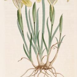 
Date: c. 1821
illustration from the 1821 Botanical Register