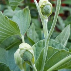 Location: Wilmington, Delaware USA
Date: 2018-07-19
Rosy Tube flower buds